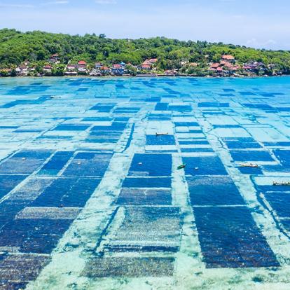 Bali - Nusa Lembongan, Ferme à Algues A Découvrir en Indonésie - Nusa Lembongan