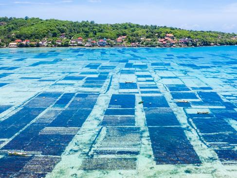 Bali - Nusa Lembongan, Ferme à Algues A Découvrir en Indonésie - Nusa Lembongan