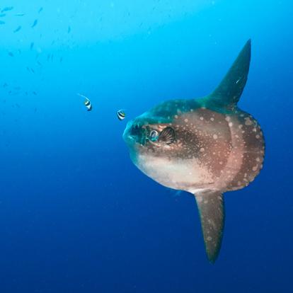 Bali - Nusa Lembongan, Poisson Lune A Découvrir en Indonésie - Nusa Lembongan