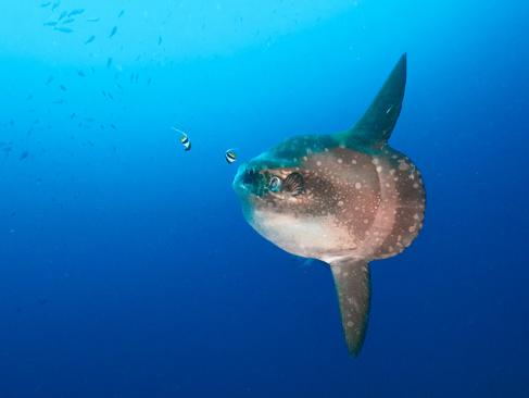 Bali - Nusa Lembongan, Poisson Lune A Découvrir en Indonésie - Nusa Lembongan