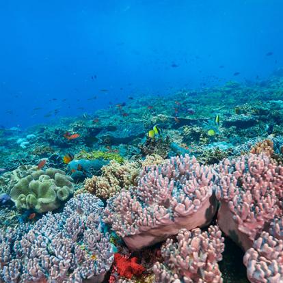 Bali - Nusa Lembongan A Découvrir en Indonésie - Nusa Lembongan