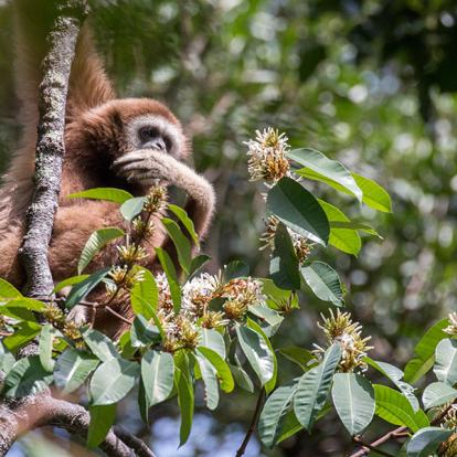 A Découvrir en Indonésie - Le Parc national du Gunung Leuser