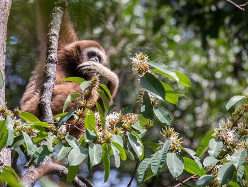 A Découvrir en Indonésie - Le Parc national du Gunung Leuser