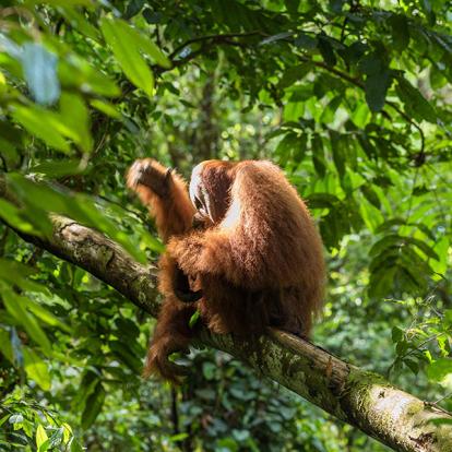 A Découvrir en Indonésie - Le Parc national du Gunung Leuser