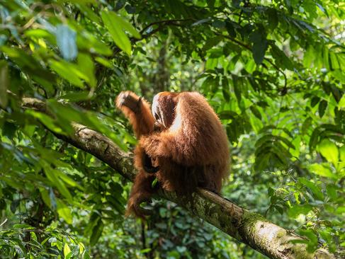 A Découvrir en Indonésie - Le Parc national du Gunung Leuser