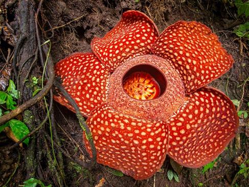 A Découvrir en Indonésie - Le Parc national du Gunung Leuser