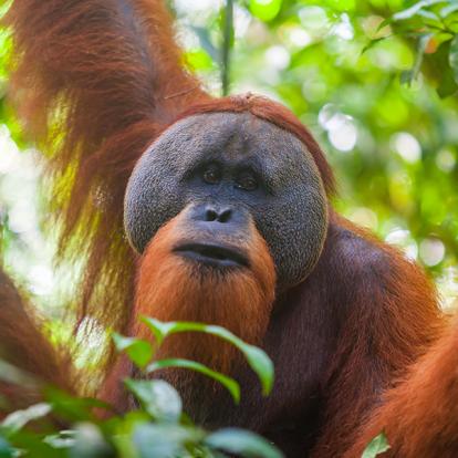 A Découvrir en Indonésie - Le Parc national du Gunung Leuser