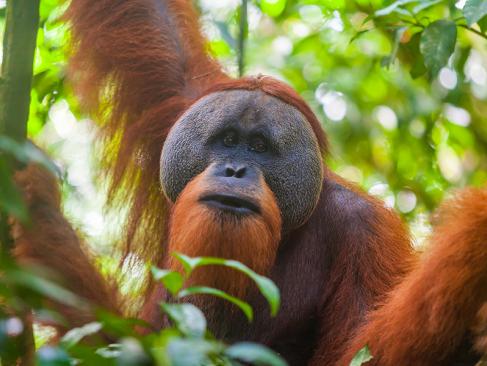 A Découvrir en Indonésie - Le Parc national du Gunung Leuser