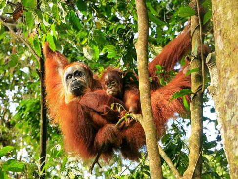 A Découvrir en Indonésie - Le Parc national du Gunung Leuser