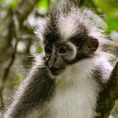 A Découvrir en Indonésie - Le Parc national du Gunung Leuser