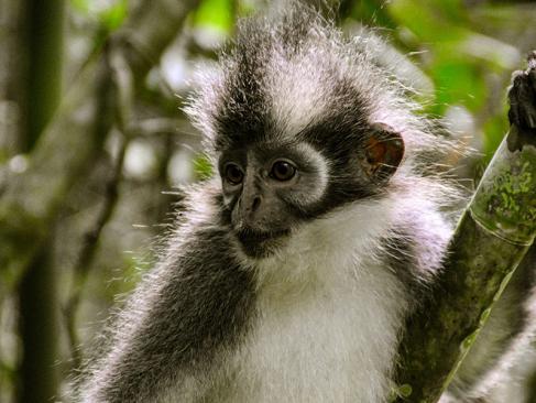 A Découvrir en Indonésie - Le Parc national du Gunung Leuser
