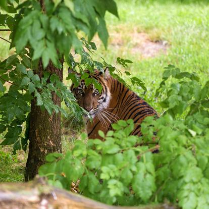 A Découvrir en Indonésie - Le Parc national du Gunung Leuser