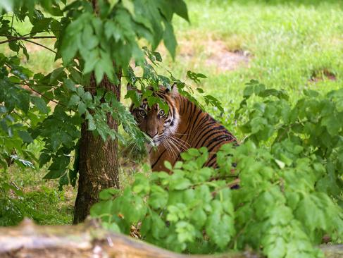A Découvrir en Indonésie - Le Parc national du Gunung Leuser