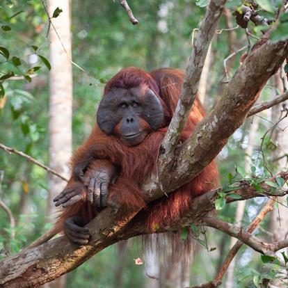A Découvrir en Indonésie - Parc National de Tanjung Puting