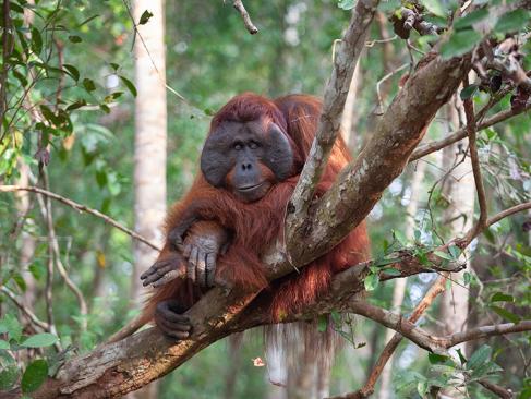 A Découvrir en Indonésie - Parc National de Tanjung Puting