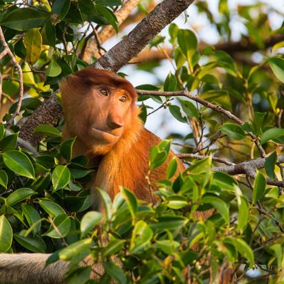 A Découvrir en Indonésie - Parc National de Tanjung Puting
