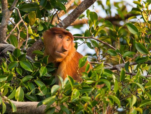 A Découvrir en Indonésie - Parc National de Tanjung Puting