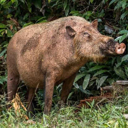 A Découvrir en Indonésie - Parc National de Tanjung Puting