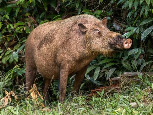 A Découvrir en Indonésie - Parc National de Tanjung Puting