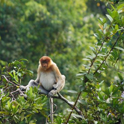 A Découvrir en Indonésie - Parc National de Tanjung Puting