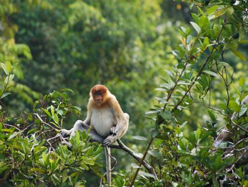 A Découvrir en Indonésie - Parc National de Tanjung Puting