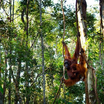 A Découvrir en Indonésie - Parc National de Tanjung Puting