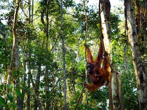 A Découvrir en Indonésie - Parc National de Tanjung Puting