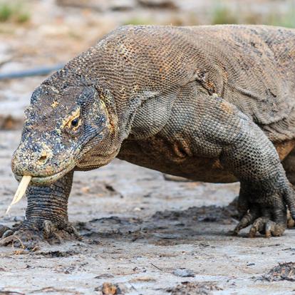 A Découvrir en Indonésie - Le Parc National de Komodo