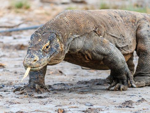 A Découvrir en Indonésie - Le Parc National de Komodo