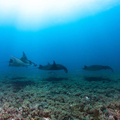 A Découvrir en Indonésie - Le Parc National de Komodo