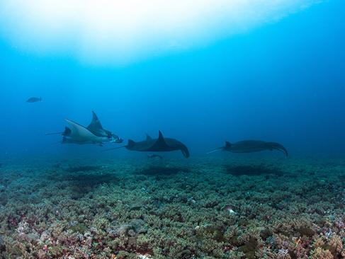 A Découvrir en Indonésie - Le Parc National de Komodo