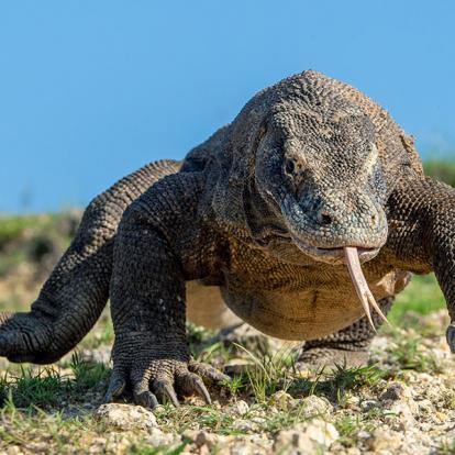 A Découvrir en Indonésie - Le Parc National de Komodo