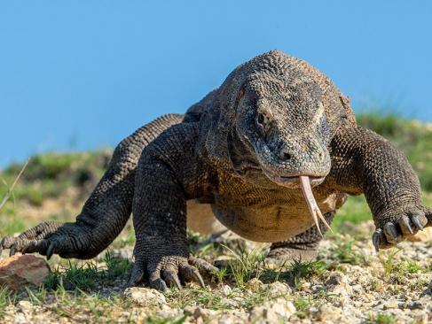A Découvrir en Indonésie - Le Parc National de Komodo