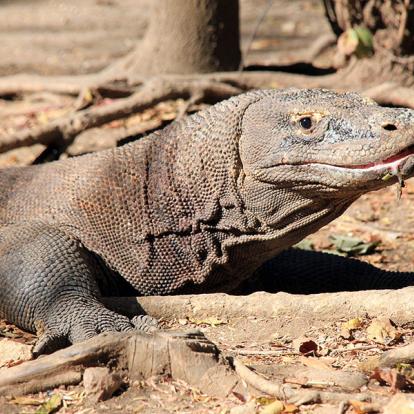 A Découvrir en Indonésie - Le Parc National de Komodo