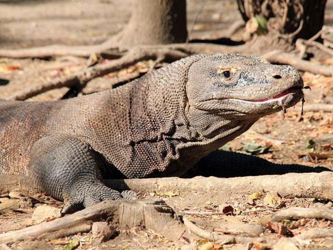 A Découvrir en Indonésie - Le Parc National de Komodo