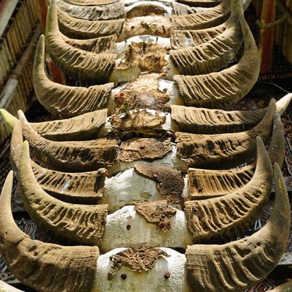 A Découvrir en Indonésie - Le Pays Toraja à Sulawesi
