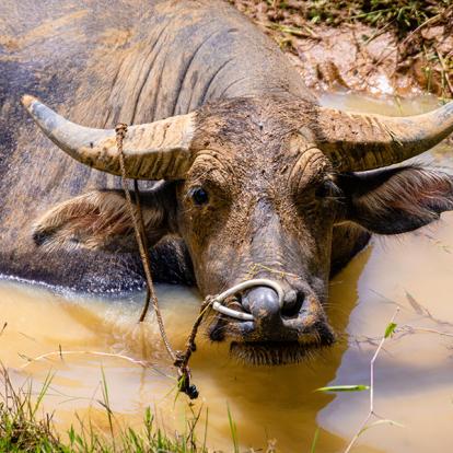 A Découvrir en Indonésie - Le Pays Toraja à Sulawesi