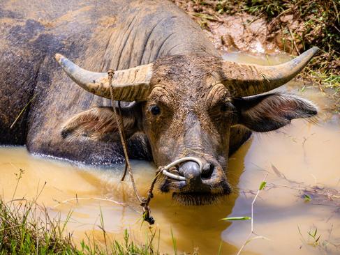 A Découvrir en Indonésie - Le Pays Toraja à Sulawesi