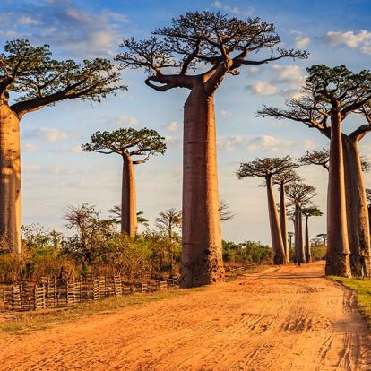 L'allée des Baobabs A Découvrir à Madagascar - L'allée des Baobabs
