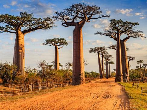 L'allée Des Baobabs A Découvrir à Madagascar - L'allée des Baobabs