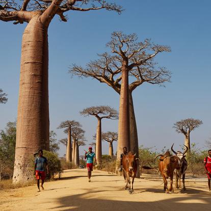 L'allée des Baobabs A Découvrir à Madagascar - L'allée des Baobabs