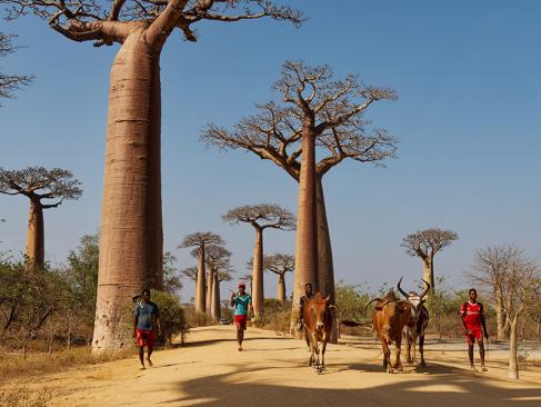 L'allée Des Baobabs A Découvrir à Madagascar - L'allée des Baobabs