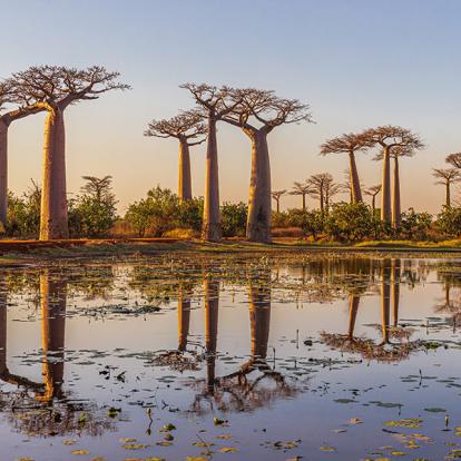 A Découvrir à Madagascar - L'allée des Baobabs