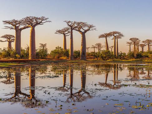 L'allée Des Baobabs A Découvrir à Madagascar - L'allée des Baobabs