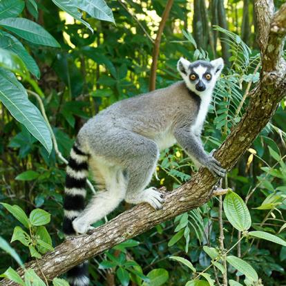 Lémur catta, réserve de Nahampoana A Découvrir à Madagascar - Fort-Dauphin (Tôlanaro)