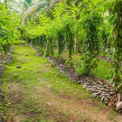 Plantation de Vanille A Découvrir à Madagascar - La côte de la Vanille
