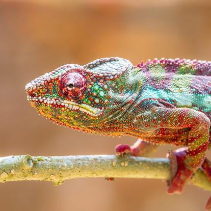 A Découvrir à Madagascar - La côte de la Vanille