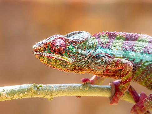 A Découvrir à Madagascar - La côte de la Vanille