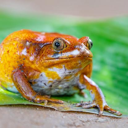 A Découvrir à Madagascar - La côte de la Vanille