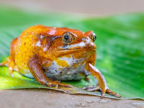 A Découvrir à Madagascar - La côte de la Vanille